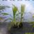HAWAIIAN palms ///// PRITCHARDIA species 11 thumbnail