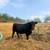 Highly valued Registered black Angus breeding Bulls only 5 available 3 thumbnail