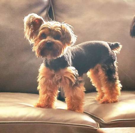 Yorkie lost (Beaconwoods)64002552729858120