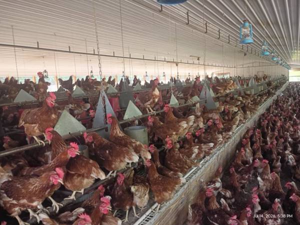 Laying hens/ galinas 1