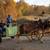 15 hand Haflinger team 6 thumbnail