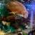 Oscar Fish package deal 6 thumbnail