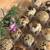 Quail eggs 1 thumbnail