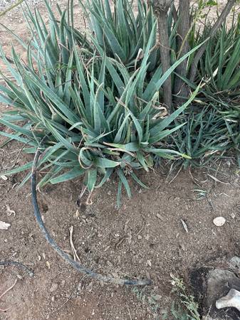 Aloe vera 1