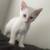 7 week old kittens Siamese 3 thumbnail