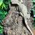 Crested geckos (adults) 13 thumbnail