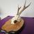Small Antler Mount 1 thumbnail