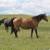 2 yo Bay Mare Horse 11 thumbnail