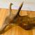 Giant White Brown Alaskan Moose Shed Antler Paddle Horn 15 thumbnail