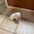 Mini Schnauzer Puppy 2 thumbnail