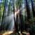 Central Guerneville Mid Century *1 Bedroom House For Rent- Furnished 14 thumbnail