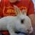 Sweet Rex rabbit bunnies. With or without pedigree 6 thumbnail