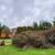Overgrown acreage, Brush Cutting - Selective clearing 15 thumbnail