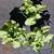 Arrowhead Vine, Syngonium white Butterfly indoor plants 3 thumbnail