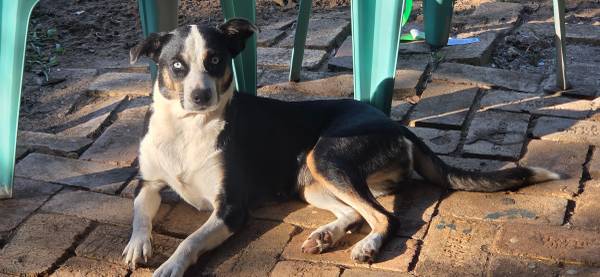 Looking for a furever home572695398402631683