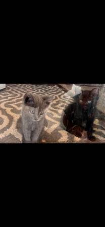 Kittens in need of good home (Scottsville)64018507338883121