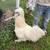 Silkie rooster 1 thumbnail