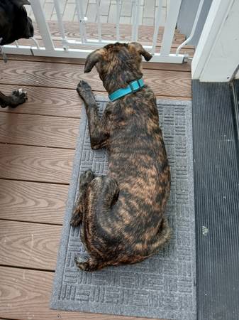 Brindle Pup (oakland hills / mills)63995016161027120