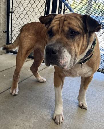 Found Male Dog - A59419055 (Eugene)64145649969666120