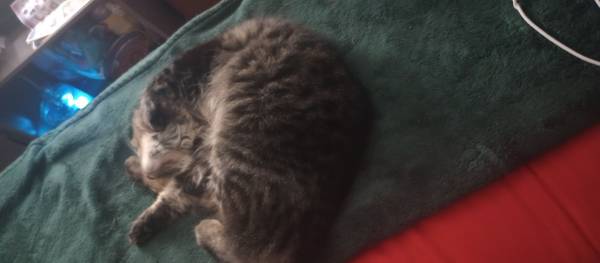 Gato macho atigrado y esponjoso perdido (Vancouver)63842371506817124
