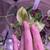Many cheap plants 13 thumbnail