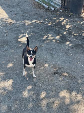 Chi chihuahua (Chula Vista)63841744924161120