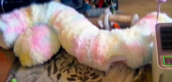 Lg rainbow Cat bed and tunnel (South Sacramento)63848981325825122