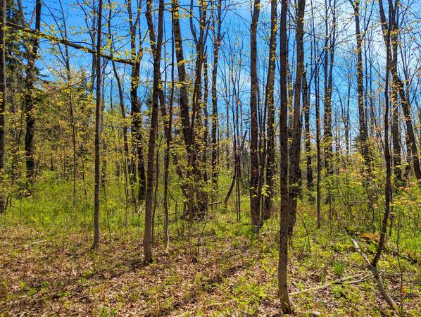 $29,999 Wooded Acre Close to Skiing at Mount Snow (Dover, VT)63992934560386124