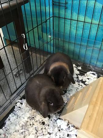 Rehoming Holland Lop Bunnies - bonded pair (Evergreen)63679552880513124