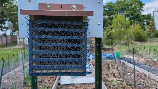 Raise native bees – pollinate your garden! 1