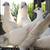 White Homing Pigeons. 1 thumbnail