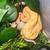 Baby Ball Python $300 1 thumbnail