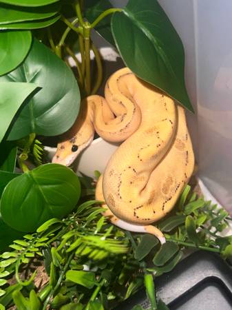 Baby Ball Python $300 1