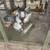 Laying Hens 1 thumbnail