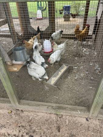 Laying Hens 1