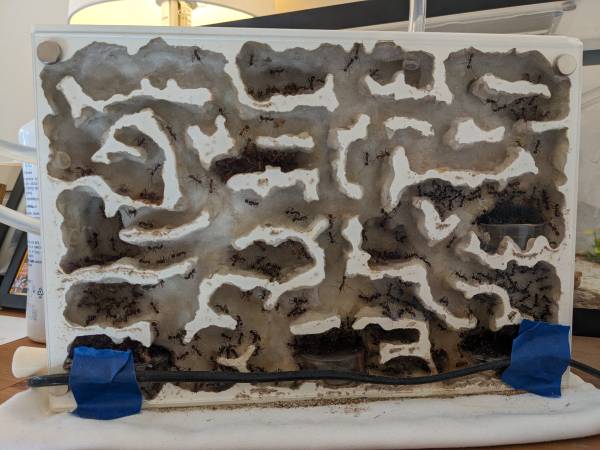 Formicarium ("ant farm") with large colony of Desert Long-Legged Ants (millbrae)63861462699395121