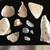 Beautiful 210 Piece Sea Shell and Coral Collection 11 thumbnail