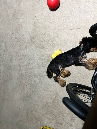 Poodle Toy AKC (prueba de ADN realizada) (Austell)63881506235651123