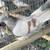 Pigeons 11 thumbnail
