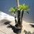 Madagascar Palm ///// PACHYPODIUM lamerei 10 thumbnail