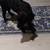 Cockapoo Labrador mix puppy 3 thumbnail