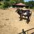 Bull for sale 1 thumbnail