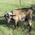Nigerian Dwarf Mini Nubian Cross Buck 1 thumbnail