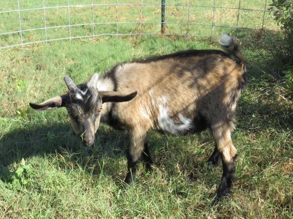 Nigerian Dwarf Mini Nubian Cross Buck 1