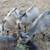 Nigerian dairy goats dwarf wethers 5 thumbnail