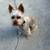 Dog grooming services offered 3 thumbnail