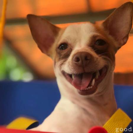 Rehoming Chihuahua – Needs Gone ASAP(Real) (Oklahoma City)63976603504898120