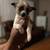 Rehoming puppies. Small fee 1 thumbnail