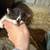 Free kittens 1 thumbnail