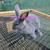 Rabbits 2 thumbnail
